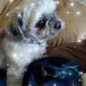 Meet your Posher, Diane